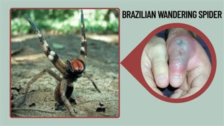 Is the Brazilian wandering spider dangerous to humans?