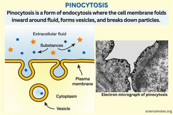 What is the vesicles formed during pinocytosis?