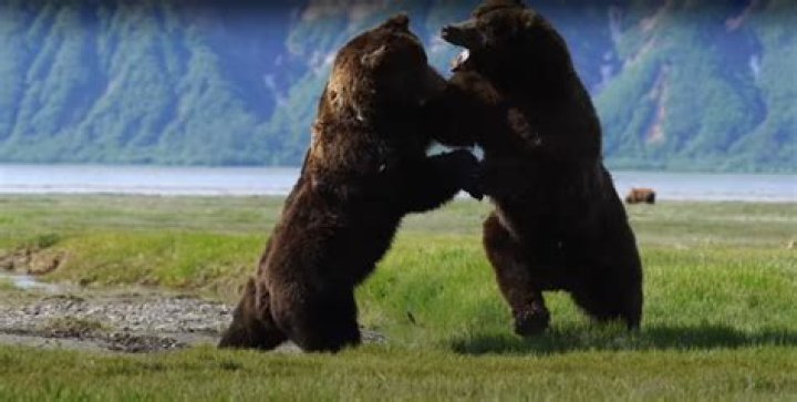 Why do bears fight each other?
